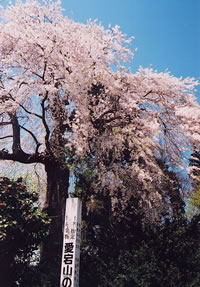 愛宕山の枝垂桜画像