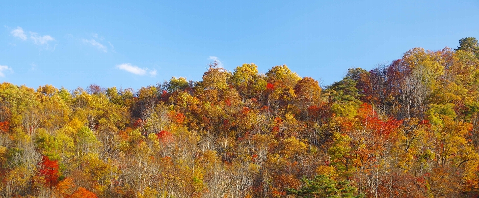 次年子紅葉