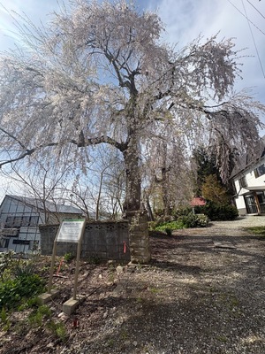 愛宕山の枝垂桜画像