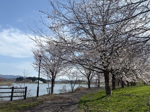 田沢沼のサクラ画像