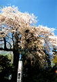 愛宕山の枝垂桜（町指定天然記念物）画像