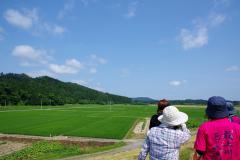 水田が広がっています