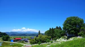 葉山とフランスギク