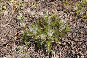 オキナグサの様子（開花前）