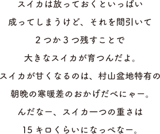 スイカは放っておくといっぱい成ってしまうけど、それを間引いて2つか3つ残すことで大きなスイカが育つんだよ。スイカが甘くなるのは、村山盆地特有の朝晩の寒暖差のおかげだべにゃー。んだなー、スイカ一つの重さは15キロくらいになっぺなー。